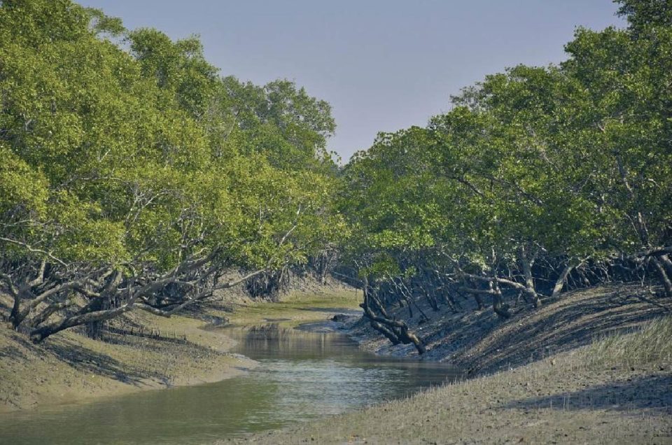 Mangrove Sundarban