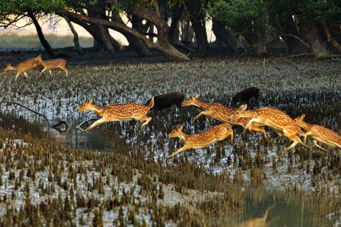 Sundarban Adventure