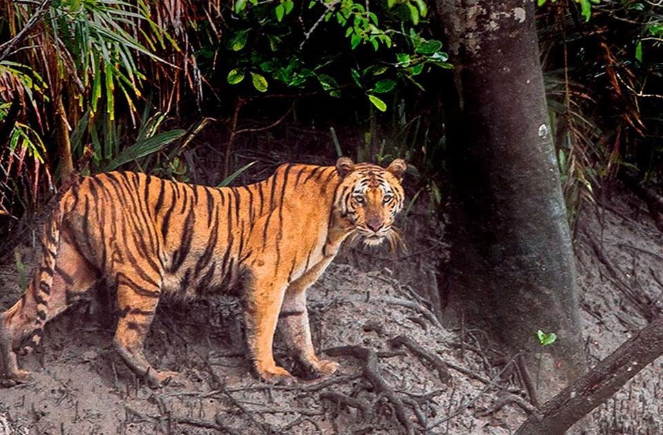 SUNDARBAN NATIONAL PARK