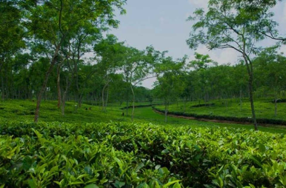 শ্রীমঙ্গল ভ্রমণের সকল তথ্য