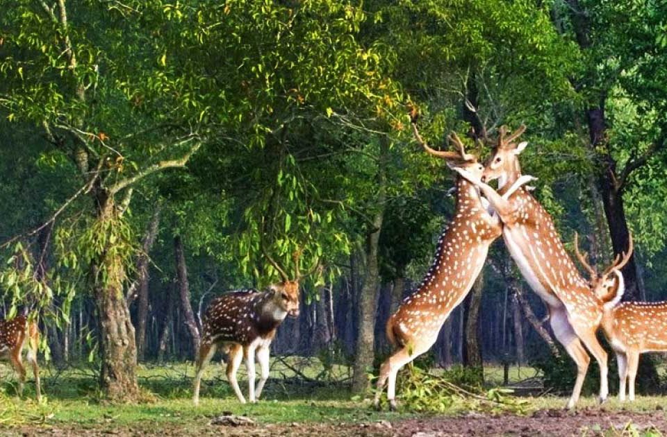 সুন্দরবন